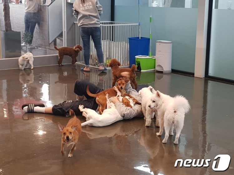 강동구청과 유기견없는도시가 운영하고 있는 강동리본센터 내부 모습. 이곳에서 유기견을 입양하려면 입양자가 교육을 받아야 한다. ⓒ News1