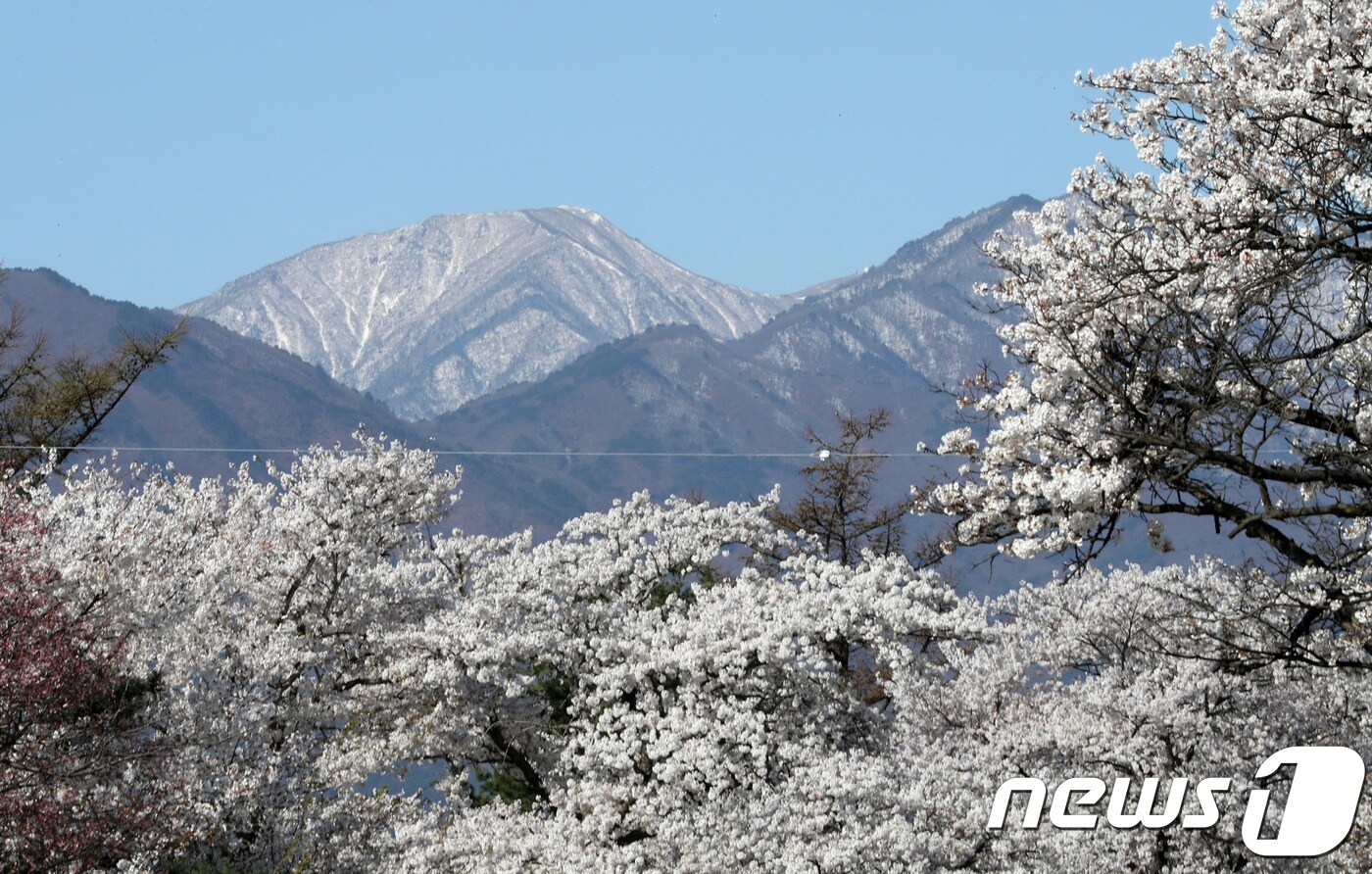 설악산에 핀 벚꽃 자료사진 .(뉴스1 DB)