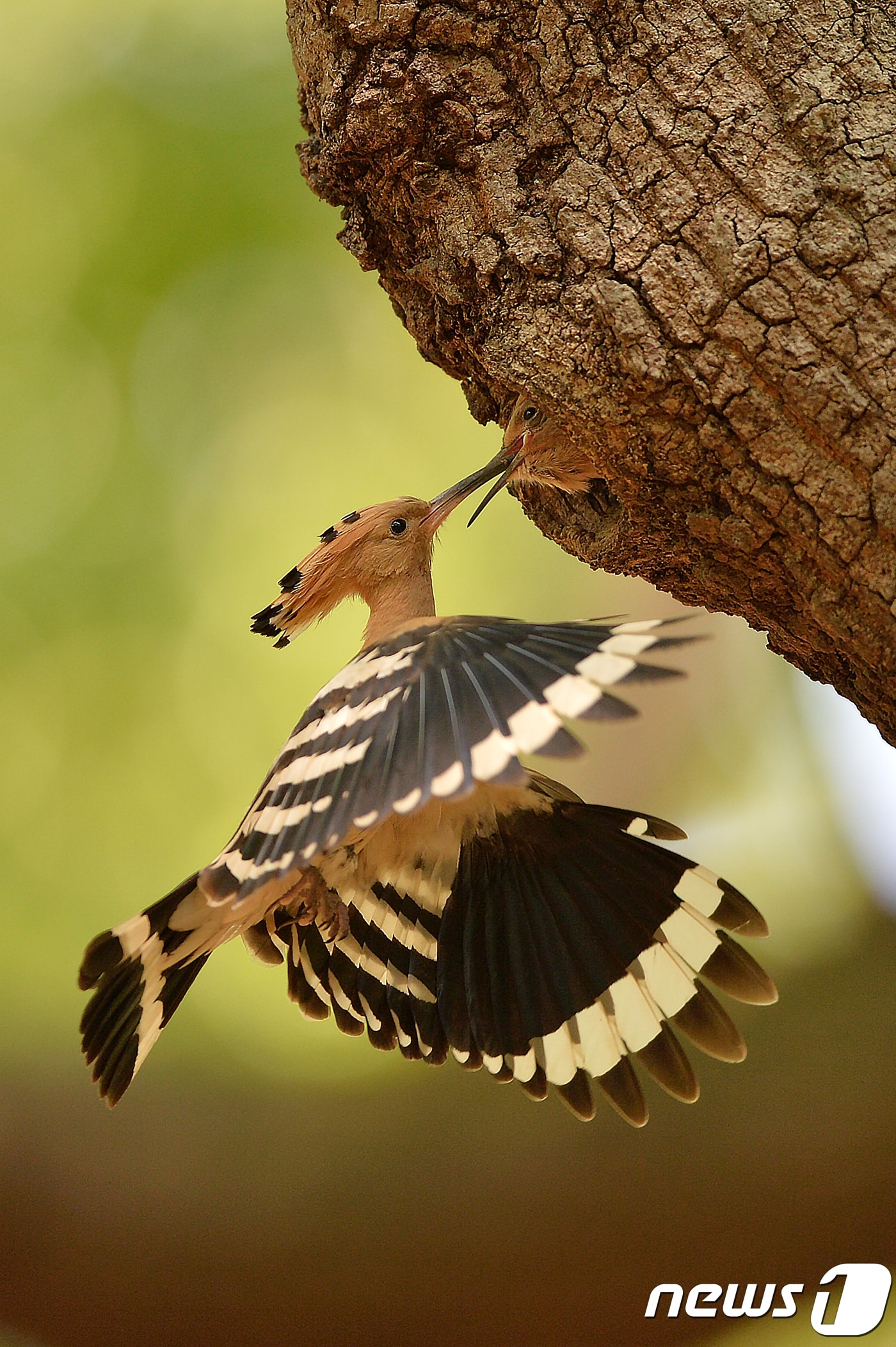 여름새인 후투티가 11일 오후 경북 경주시 황성공원에서 새끼들에게 먹이를 물어다 주고 있다.후투티는 한배에 4~5개의 알을 낳는다.2018.5.11/뉴스1 ⓒ News1 최창호 기자