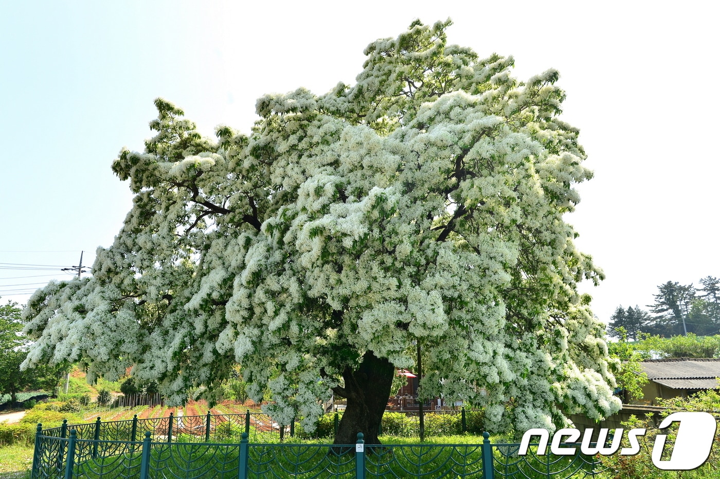 전북 고창군 대산면 중산리 목교마을의 이팝나무(천연기념물 제183호)가 여름의 시작을 알리며 하얀 '쌀밥꽃'을 피웠다. ⓒ News1