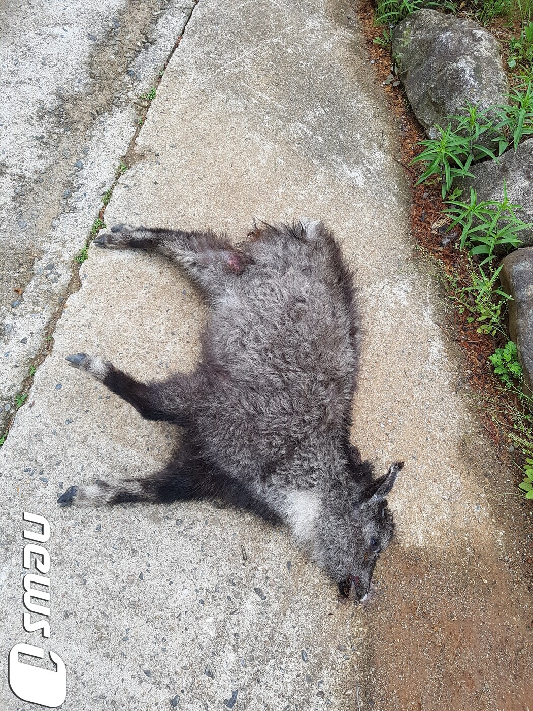 지난 6일 경북 울진군 한 국도에서 로드킬 당한 산양.(사진 한국산양보호협회울진지회 제공)ⓒ News1