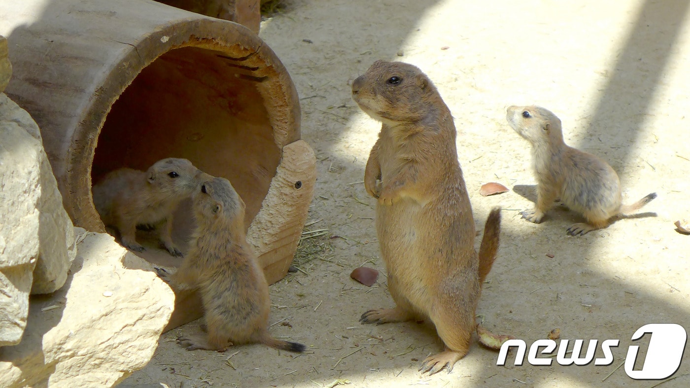 검은꼬리프레리도그.(사진 국립생태원 제공)ⓒ News1