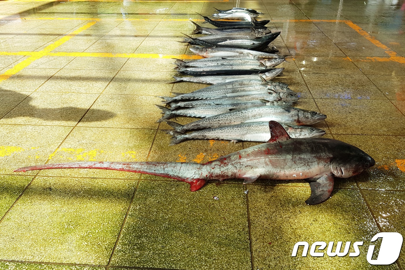 26일 오전 경북 포항시 죽도어시장에서 길이 약 2m크기의 환도상어 한마리가 위판됐다.2018.5.26/뉴스1ⓒ News1 최창호 기자