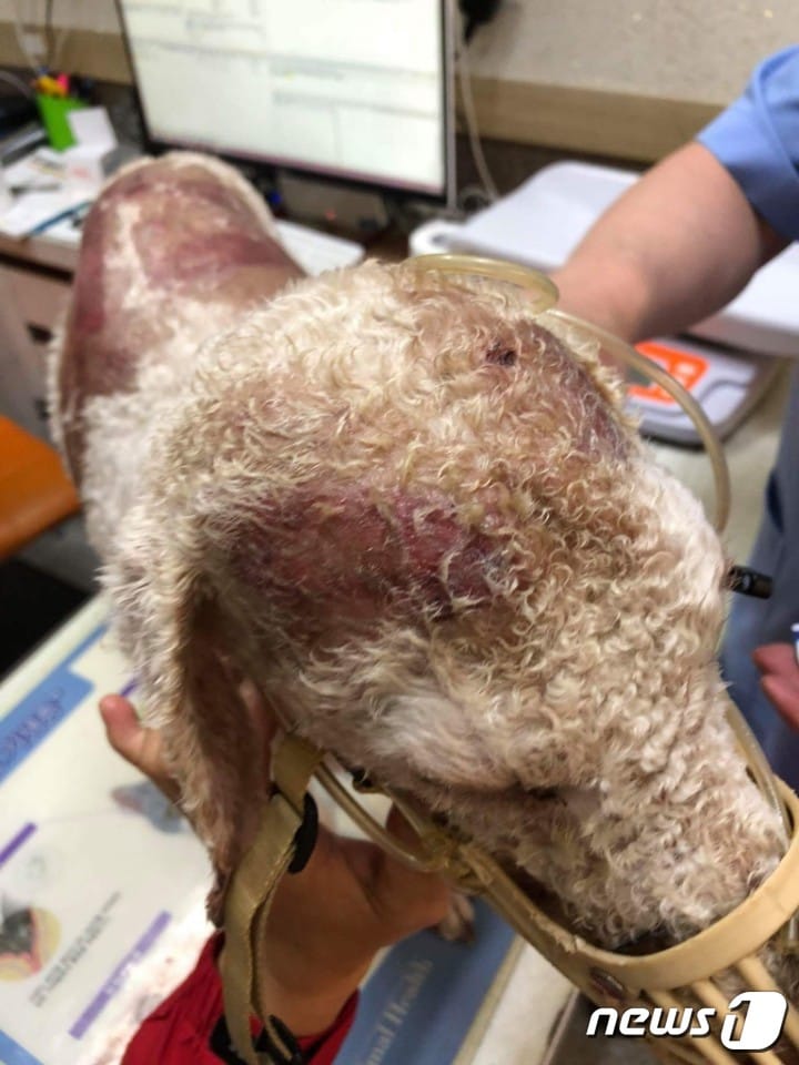 김씨의 반려견 '뭉개'(사진 김씨 제공).ⓒ News1