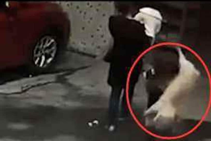 Thepaper.cn 갈무리