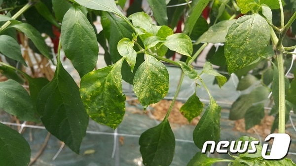 총채벌레 피해 모습ⓒ News1