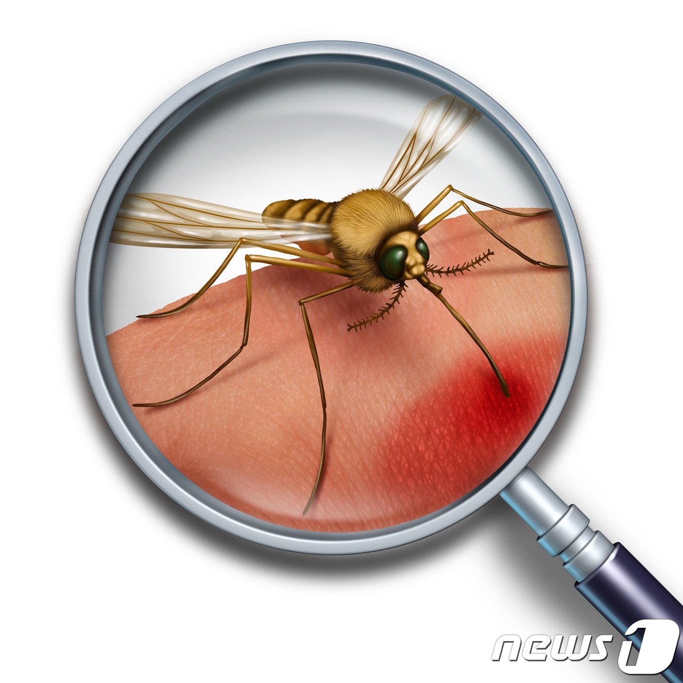 심장사상충은 모기에 의해 감염된다.(사진 이미지투데이)ⓒ News1