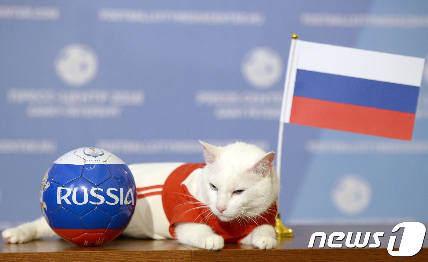 2018 러시아 월드컵 공식 점쟁이인 고양이 '아킬레스'는 개막전인 러시아 대 사우디아라비아전 승자를 러시아로 예측했다.ⓒ AFP=뉴스1