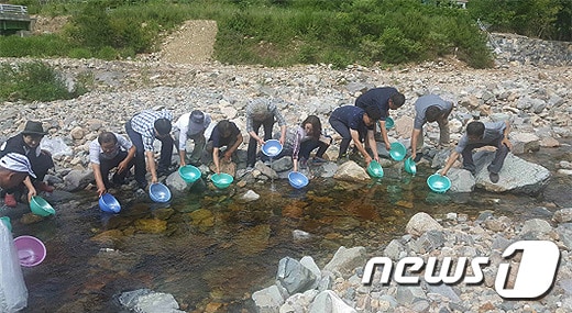 26일 평창군과 강원도내수면자원센터가 평창군 진부면 봉산리 봉산천에 미유기를 방류하고 있다.(평창군 제공).2018.6.26/뉴스1 ⓒ News1 권혜민 기자
