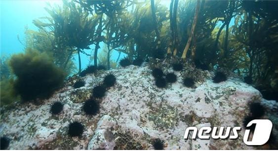 사막화가 진행되고 있는 독도 바닷속/사진=해양수산부ⓒ News1