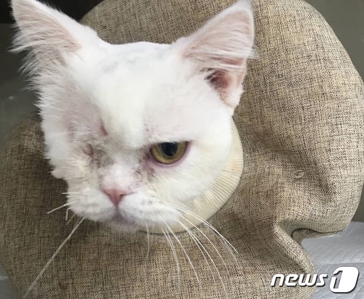 지난 5월20일 고양이카페 앞에 버려진 고양이 '바다'.(사진 도도냥 사장 김모씨 제공)ⓒ News1