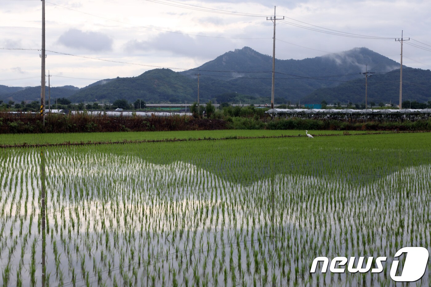 지난달 30일 오후 광주 광산구 박뫼마을 논이 물에 잠겨 있다.2018.7.1/뉴스1ⓒ News1 한산 기자