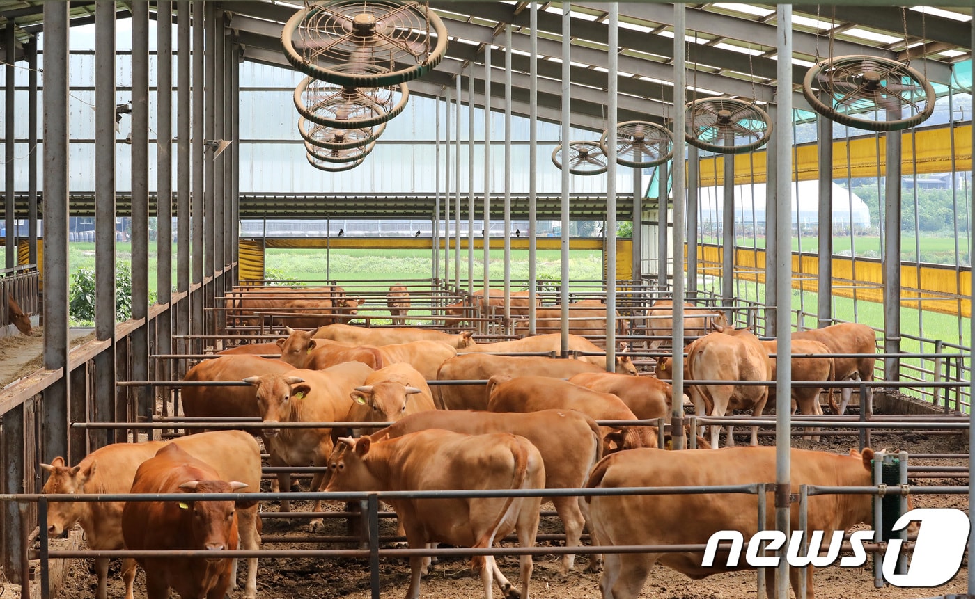 (사진은 기사 내용과 무관함) 뉴스1 ⓒ News1