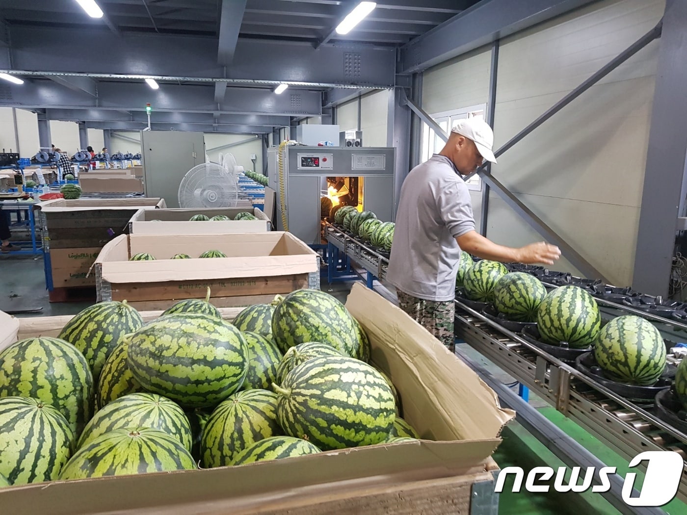 23일 진안고원 수박이 출하를 시작했다.(진안군제공)2018.07.23/뉴스1ⓒ News1