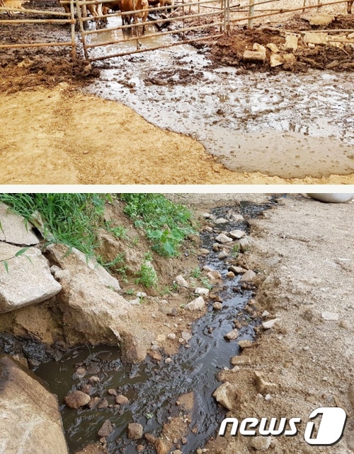 28일 경북 칠곡군 동명면 팔공산 자락의 한 축사 가축 분뇨가 인근계곡으로 흘러들고 있다(경북도제공)2018.7.28/뉴스1ⓒ News1