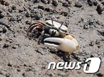 흰발농게(인천녹색연합 제공. 재배포 및 DB금지)2018.8.1/뉴스1 ⓒ News1