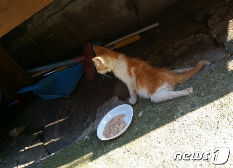 학대를 당한 뒤 발견됐지만 결국 세상을 떠난 고양이. 하반신이 마비돼 제대로 걷지 못했다.(사진 관악길고양이보호협회 제공)ⓒ News1