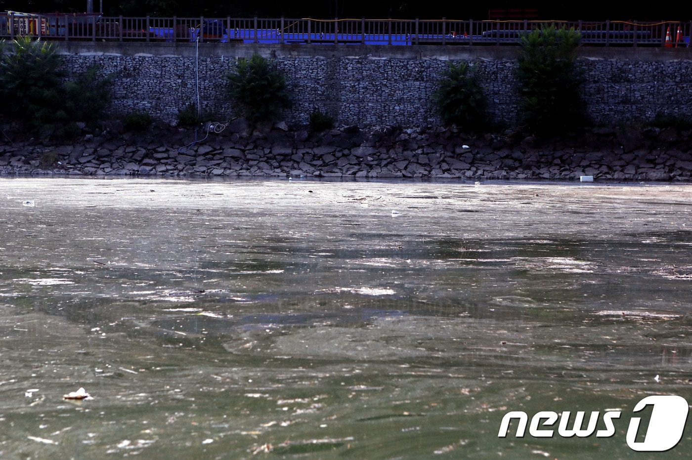 14일 오후 경북 안동시 성곡동 안동 조정지댐(보조댐)이 엄청난 양의 부유물로 몸살을 앓고 있다. 이곳은 월영교와 안동지역 명물인 황포돛단배 운항구간으로 관광객들의 안전도 위협이 되고 있다. 2018.8.14/뉴스1 ⓒ News1 피재윤 기자