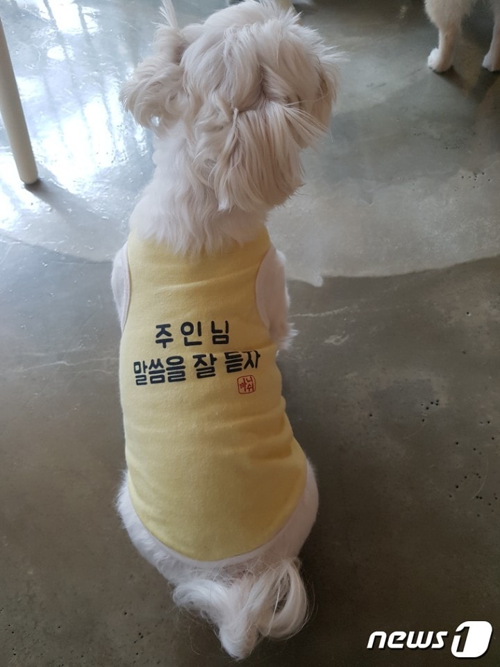 얌전히 앉아있는 강아지. 사진 한준우 교수 제공 ⓒ News1