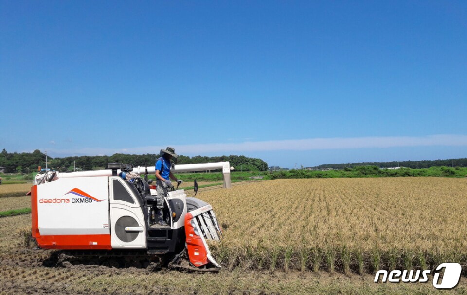강원도 강릉 벼수확 자료사진.&#40;강릉시 제공, 재판매 및 DB 금지&#41;