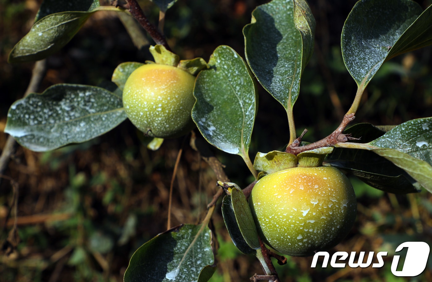 9일 전남 담양군 고서면 한 단감농장에서 1달째 계속된 폭염으로 햇볕에 덴 감들이 감나무에 달려있다. 농장주는 이처럼 일소 현상(햇볕에 뎀)이 나타난 감은 물러져 상품가치가 없다고 설명했다.2018.8.9/뉴스1 ⓒ News1 한산 기자
