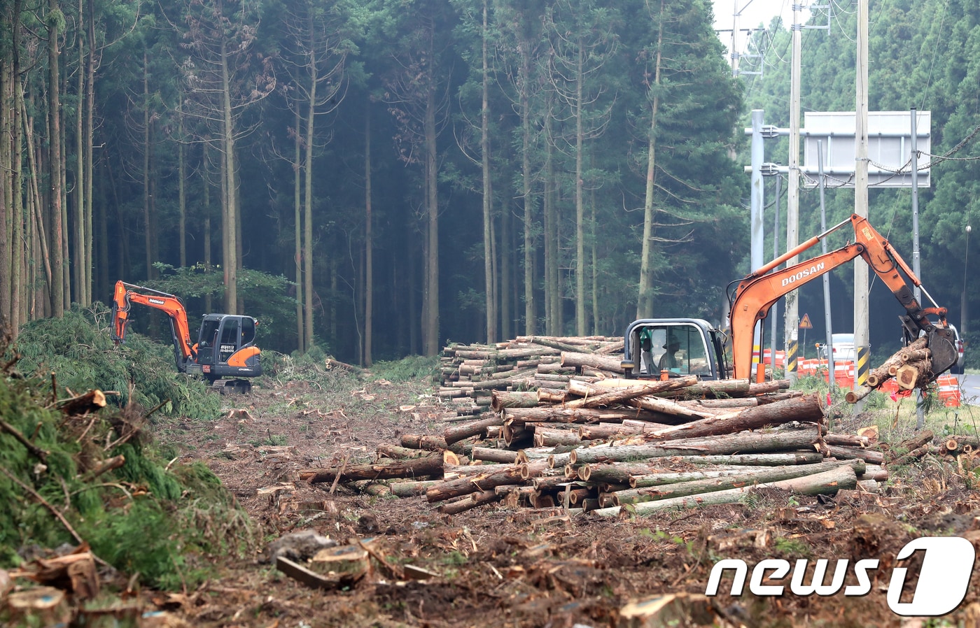 삼나무 벌채 모습(자료사진)/뉴스1