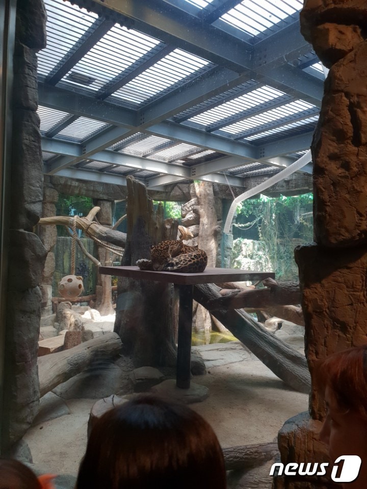 일산 한화 아쿠아리움 재규어는 유리전시관에서 살고 있다. ⓒ News1 김연수 기자