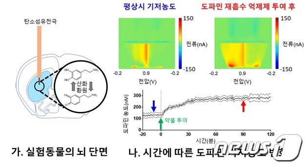 실험동물에서의 생체 내 도파민 농도의 측정(한국연구재단 제공)ⓒ News1