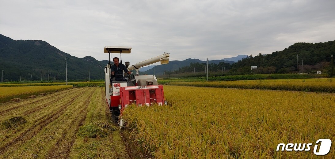 21일 진안군이 조생종 벼 해담쌀 수확을 하고 있다.(진안군제공)2018.09.21/뉴스1ⓒ News1