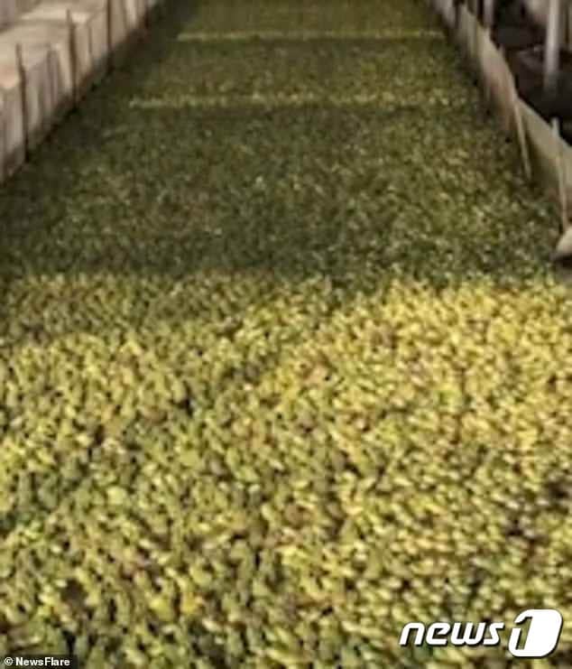 탱크 안 수만마리의 황소개구리가 식용으로 운반되고 있다.(사진 News Flare)ⓒ News1