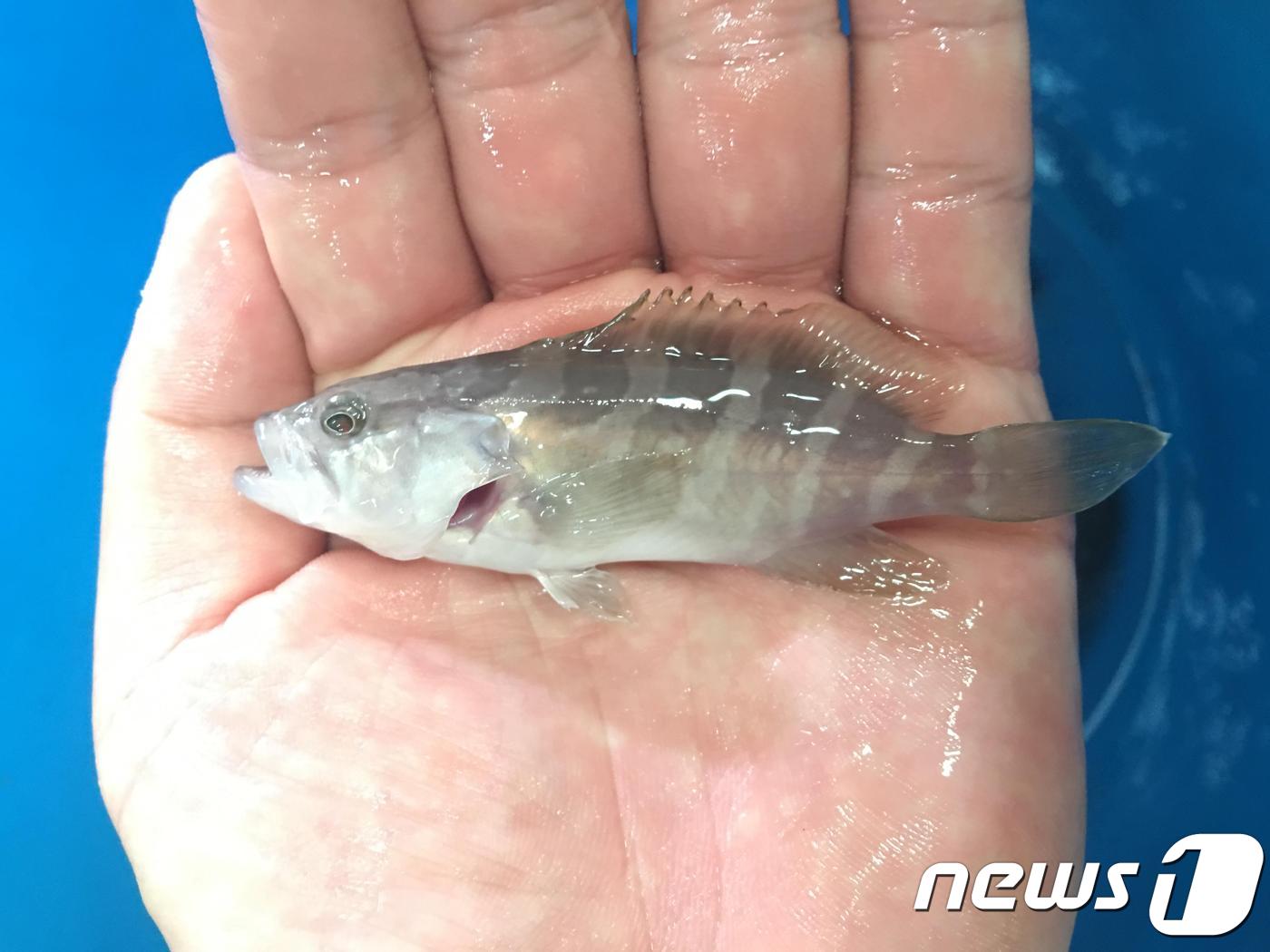 대량생산에 성공한 다금바리 종자(제주해양수산연구원 제공)ⓒ News1
