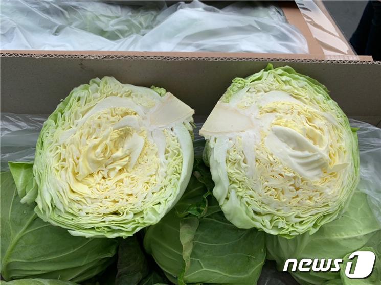 전북 군산에서 생산되고 있는 소형 양배추.ⓒ 뉴스1