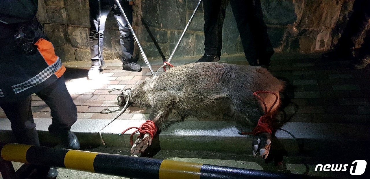 8일 오후 9시20분쯤 부산 서구 부민동의 한 아파트 인근을 돌아다니던 크기 180cm, 몸무게 150kg에 달하는 멧돼지 한 마리가 생포돼 밧줄로 묶여있다.(부산지방경찰청 제공)ⓒ News1