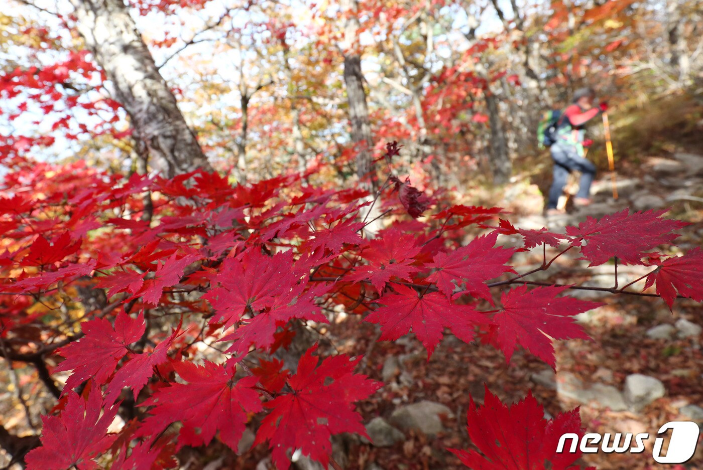 17일 강원도 설악산을 찾은 등산객이 단풍으로 물든 등산로를 오르고 있다. 2019.10.17/뉴스1 ⓒ News1 고재교 기자