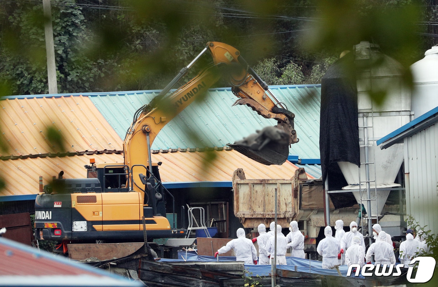 2일 오후 경기 파주시 파주시 파평면 돼지농장에서 10번째 아프리카돼지열병(ASF) 확진 판정이나 방역당국 관계자들이 돼지 살처분 작업을 하고 있다. 아래 비닐구덩이는 지난달 17일 최초로 ASF가 발병해 만들어진 인근농가의 돼지 매몰지. 2019.10.2/뉴스1 ⓒ News1 황기선 기자