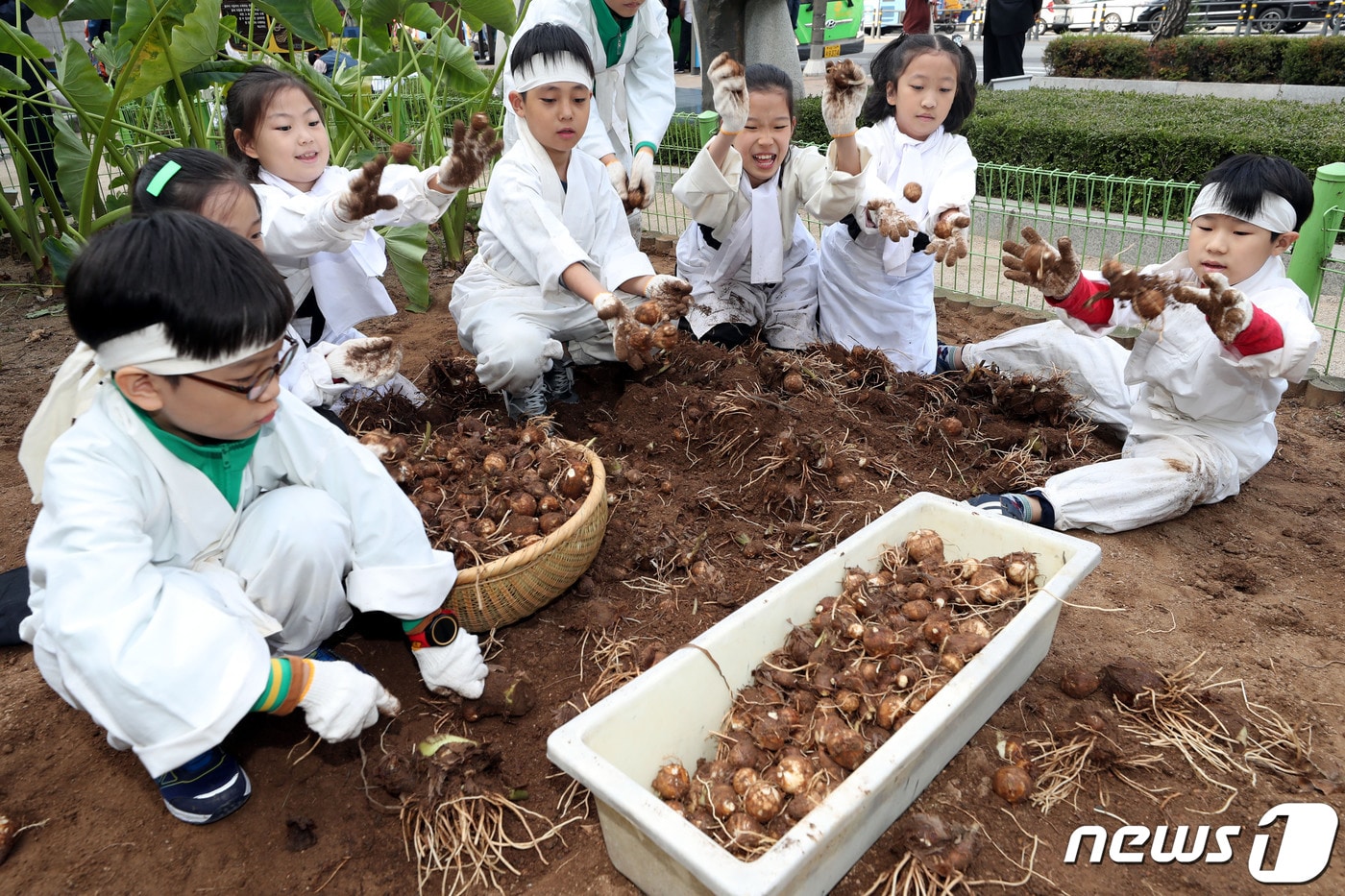 강원도농업기술원은 지역특화품목 육성을 위한 지역활력화 작목기반 조성사업에 74억 원을 투입한다고 7일 밝혔다. 지난해 10월22일 오전 서울 중구 농협중앙회 농업박물관에서 열린 가을걷이 행사에서 미동초등학교 어린이들이 토란 캐기 체험을 하고 있는 모습. .20120.2.7/뉴스1 ⓒ News1 이광호 기자