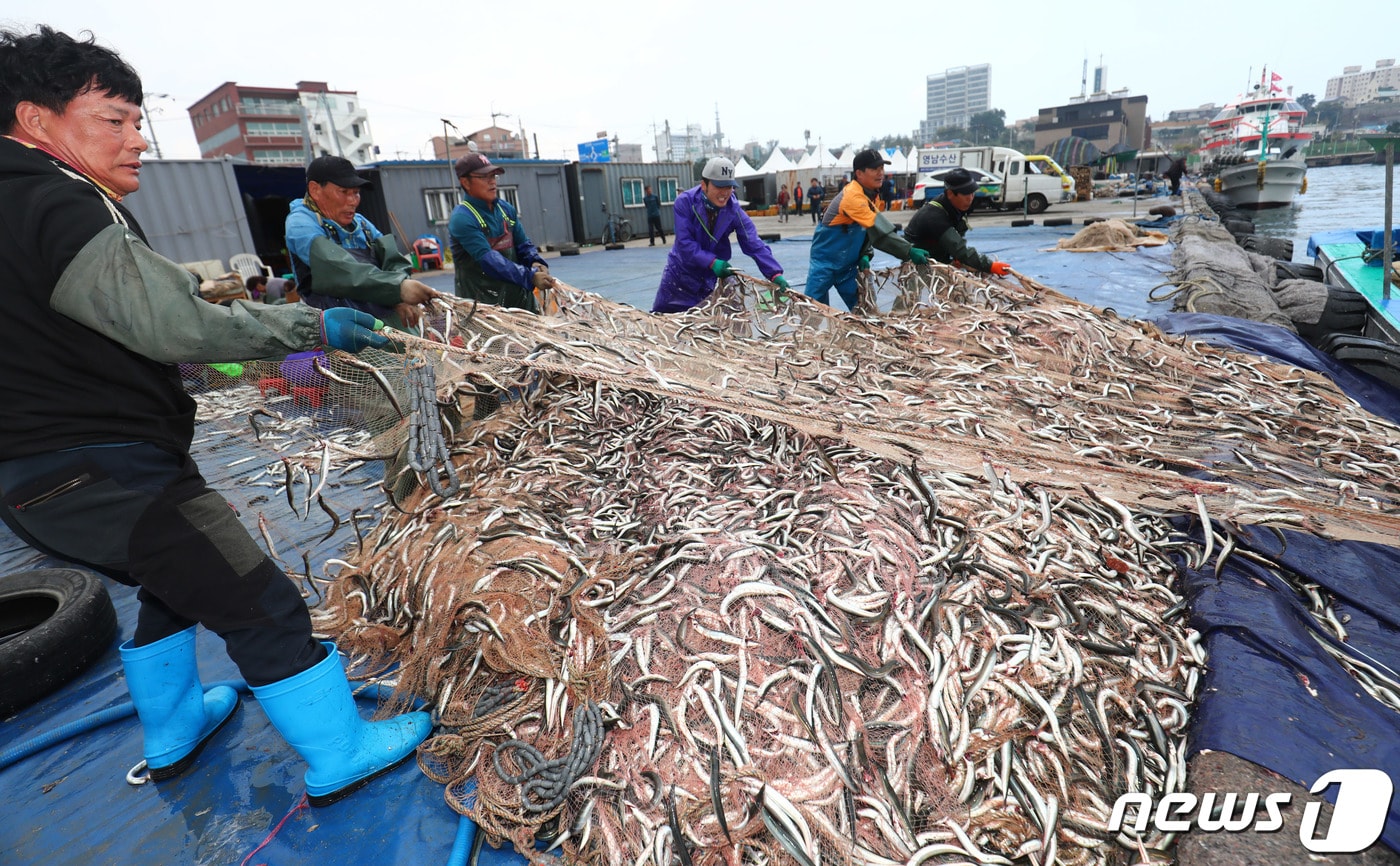 강원 속초항 양미리 조업 현장 자료사진.(뉴스1 DB)
