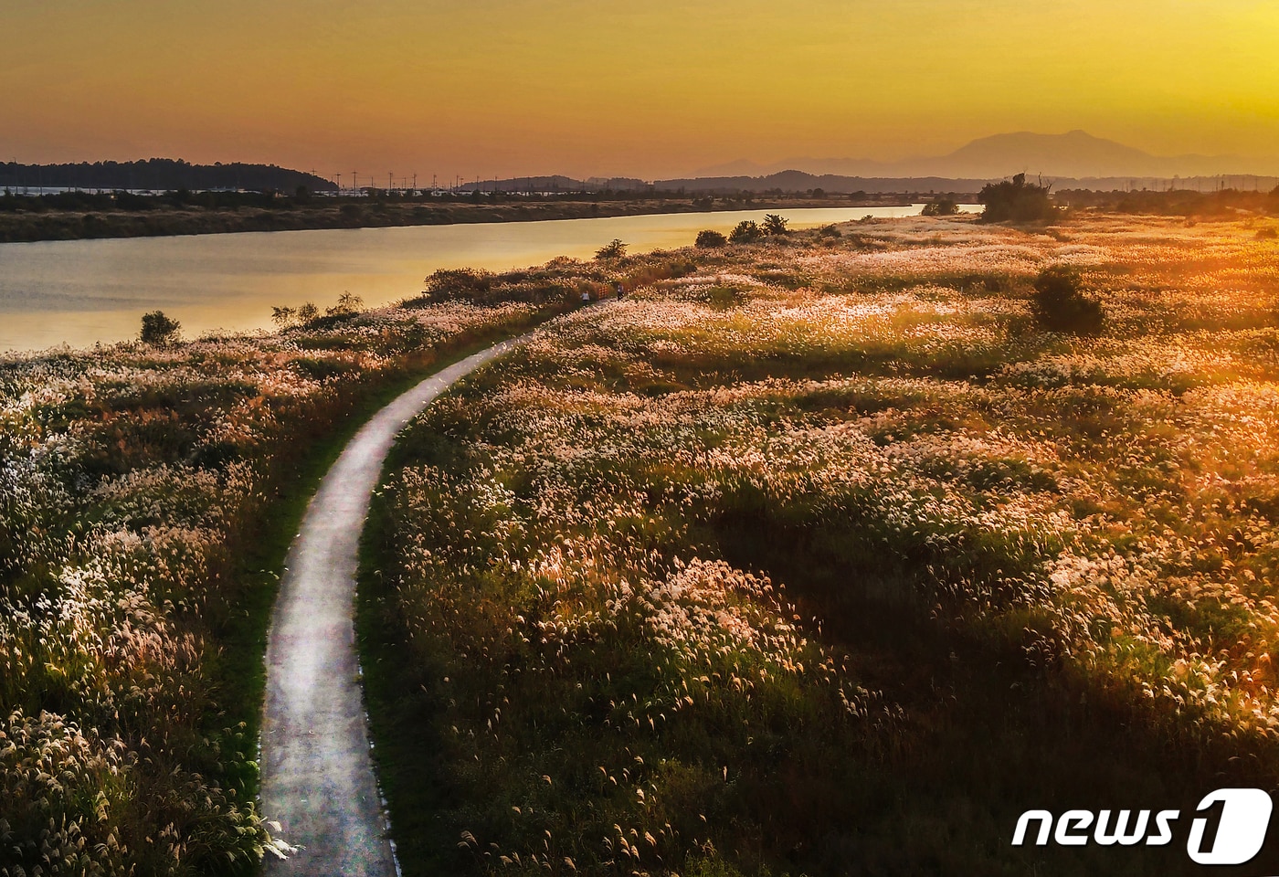 광주 서구 영산강 서창들녘에 억새가 무르익은 모습.(광주서구 제공) 2019.10.8 /뉴스1 ⓒ News1