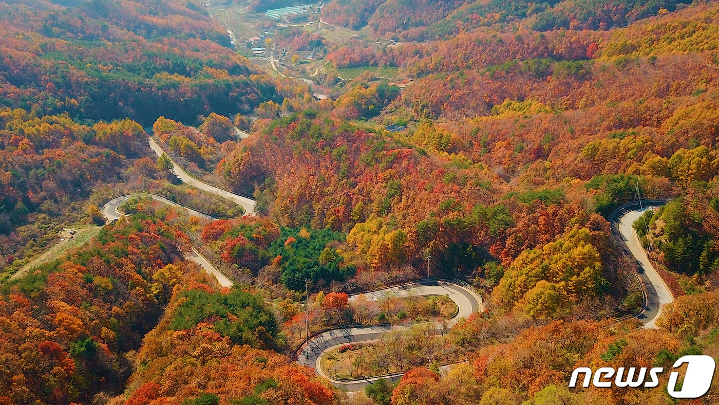 지난 10일 충북 영동군 상촌면 고자리와 용화면 조동리를 잇는 '도마령'(刀馬岺·해발 840m)이 늦가을의 아쉬움을 달래듯 만산홍엽(滿山紅葉)의 아름다움을 뽐내고 있다. '도마령'은 칼을 든 장수가 말을 타고 넘었다 해서 이름 지어진 24굽이 고갯길이다.(영동군 제공)2019.11.11/뉴스1 ⓒNews1