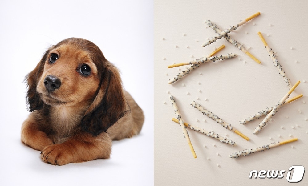 강아지와 빼빼로. 사진 이미지투데이 ⓒ 뉴스1