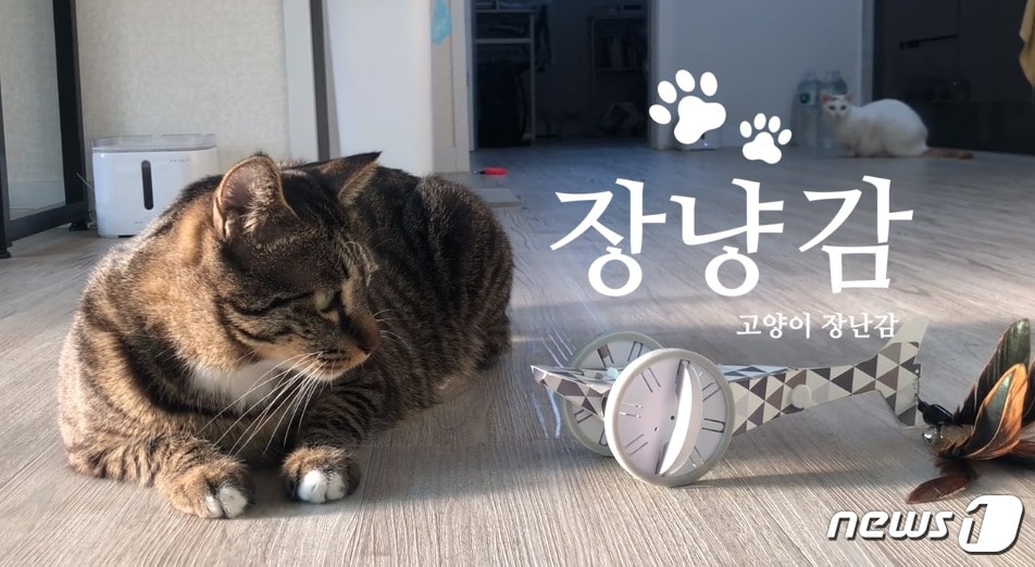 헬로긱스, 고양이 자동장난감 '장냥감' 크라우드 펀딩 진행 - 뉴스 썸네일 이미지