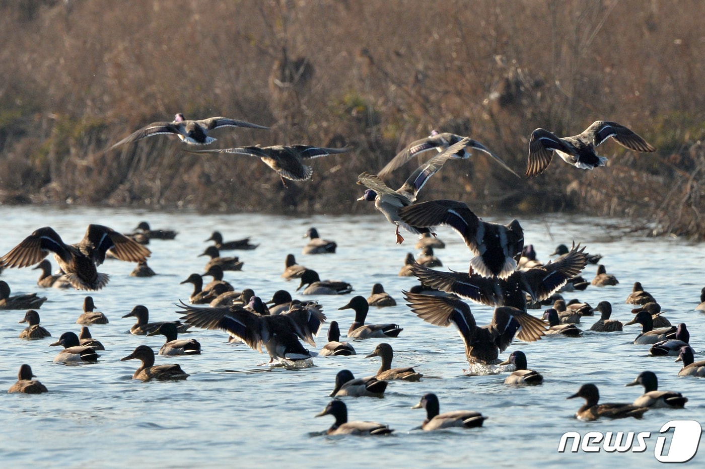 9일 경북 포항시 북구 흥해읍 곡강리 생태공원 하천에 겨울철새인 오리들이 날아들고 있다. 2019.12.9/뉴스1 ⓒ News1 최창호 기자