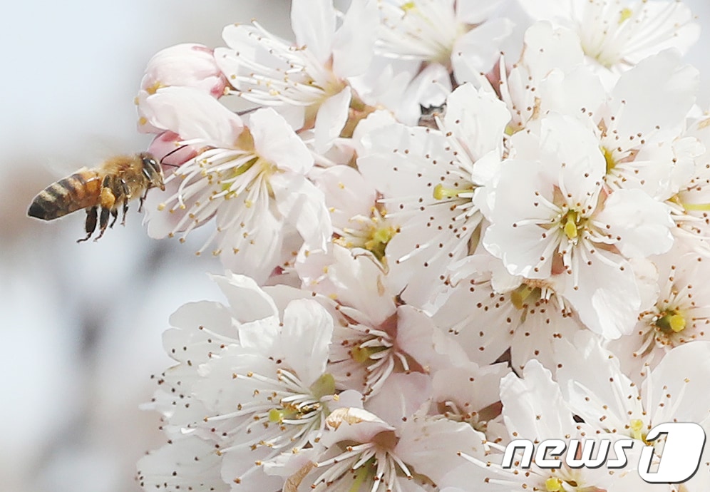 꿀벌(자료사진)/뉴스1