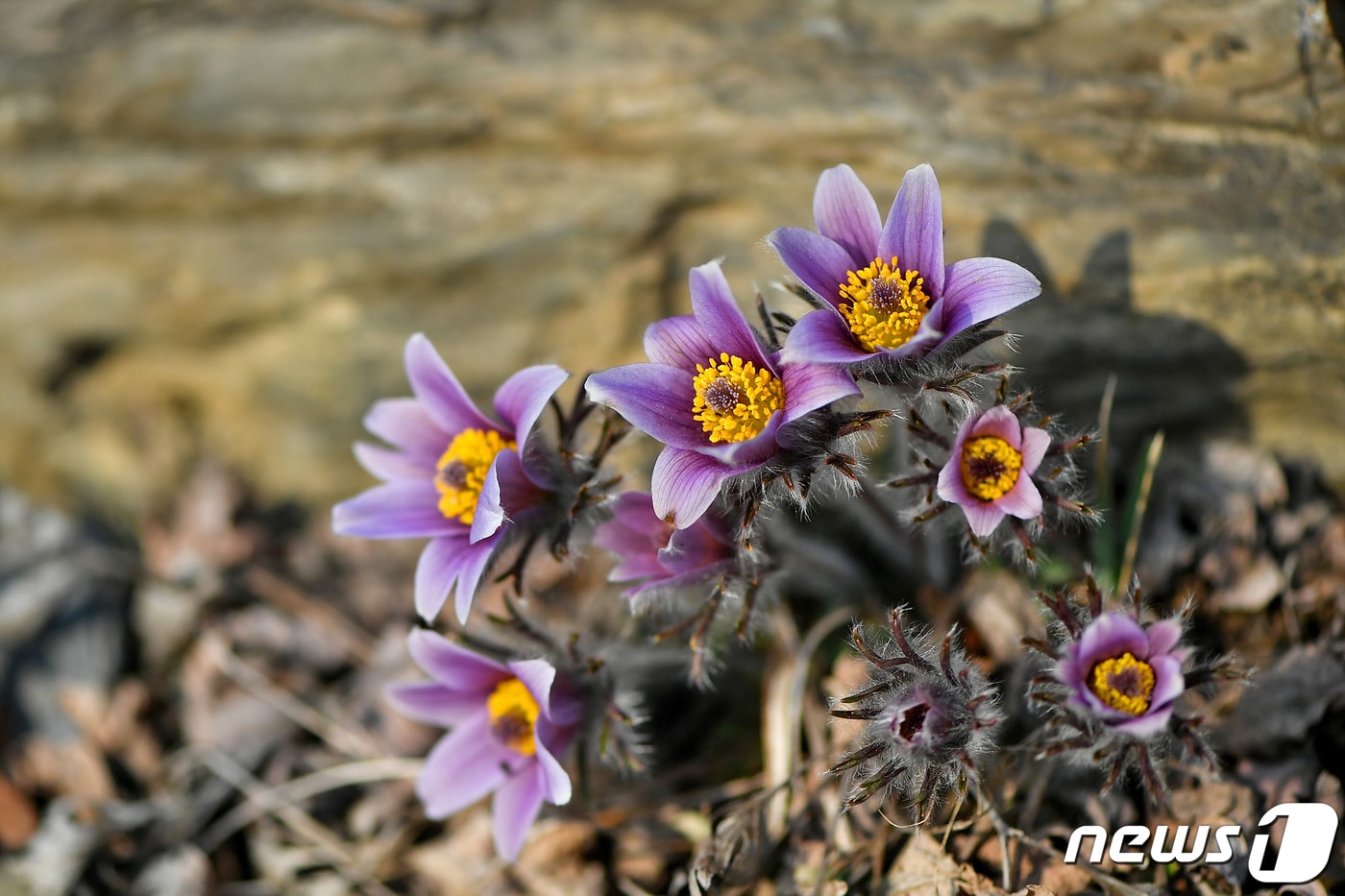 정선동강할미꽃 자료 사진. (뉴스1 DB)