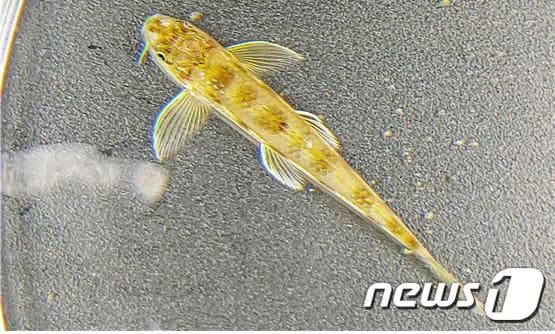 흰수마자ⓒ 뉴스1