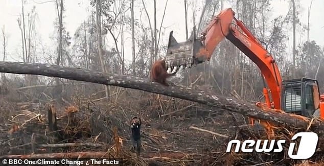 굴삭기에 맞선 오랑우탄 (BBC 기후변화 다큐 캡쳐) ⓒ 뉴스1