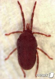 빨간 진드기 다카라다니(Balaustium murorum).(위키미디어 재단 제공) ⓒ 뉴스1