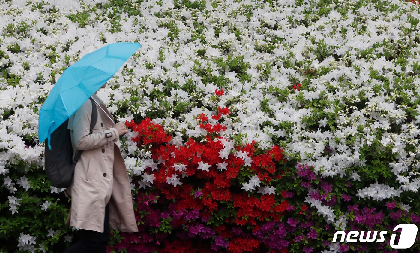 봄비가 내린 25일 오후 대전 시청 앞에서 우산을 쓴 시민이 걸어가고 있다. 2019.4.25/뉴스1 ⓒ News1 주기철 기자