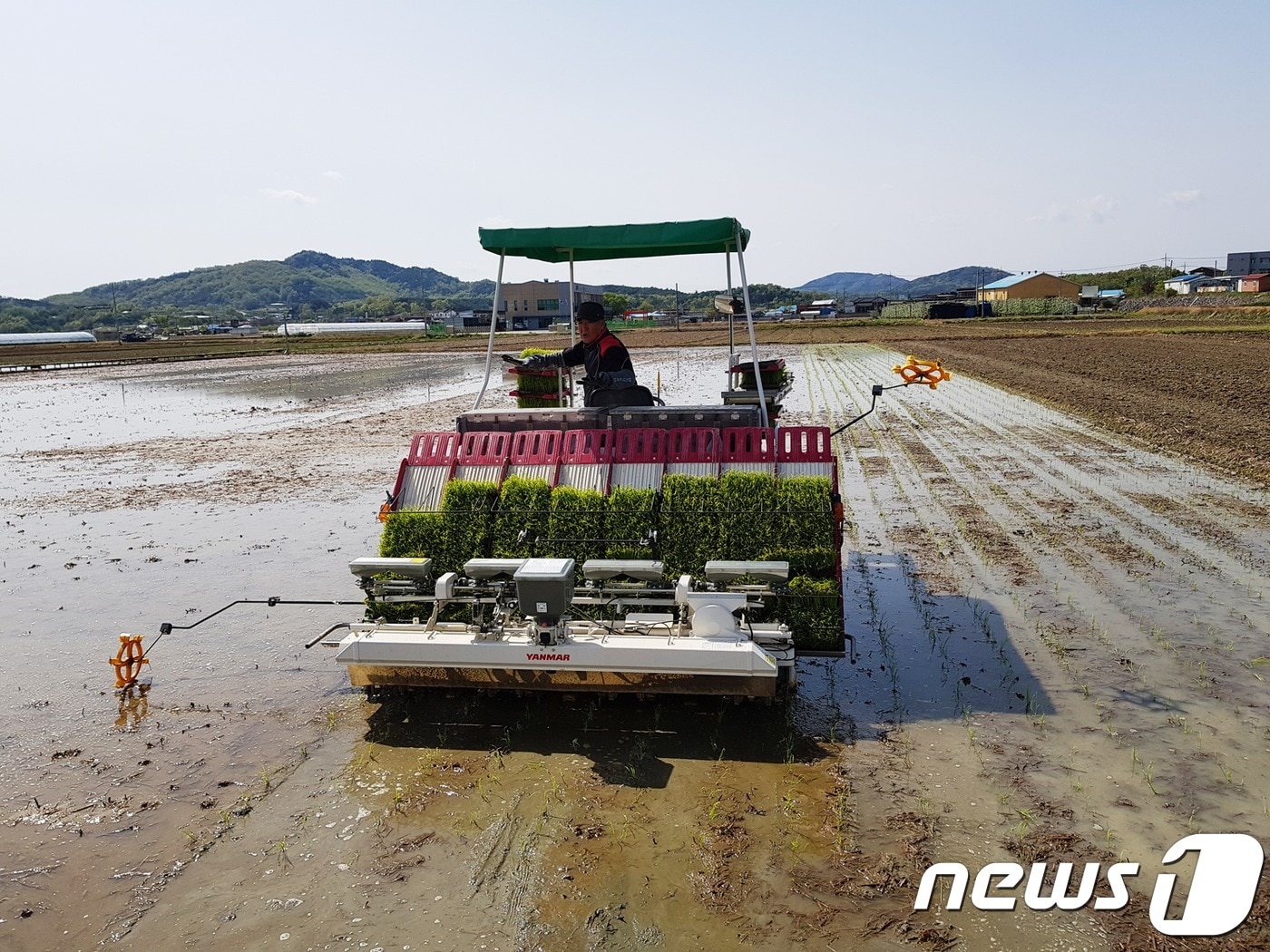 안동서 추석 햅쌀용 '해담벼' 첫 모내기 - 뉴스1