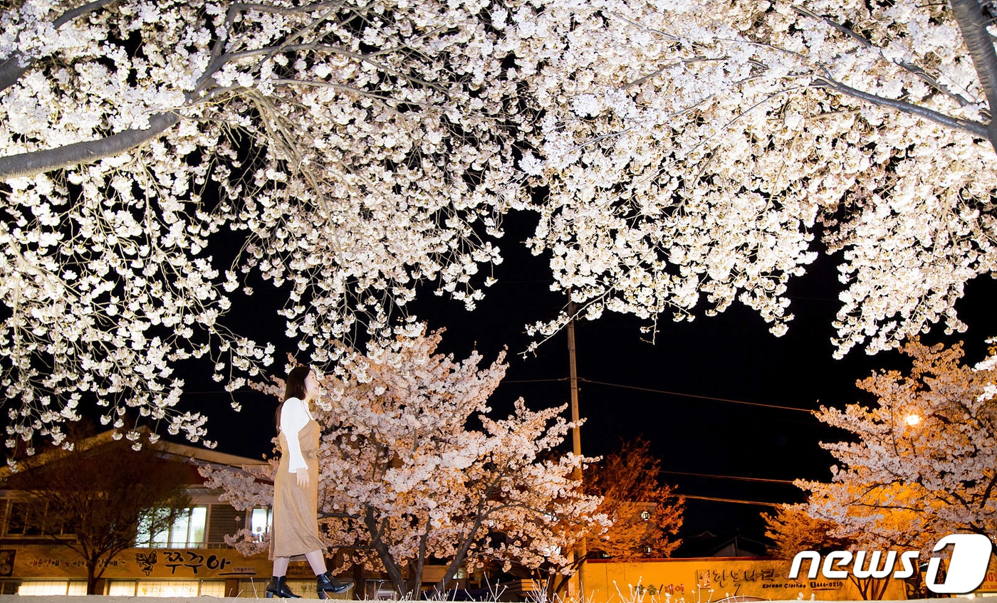 쌀쌀한 날씨속에서도 경북 구미시 금오천변에 벚꽃이 만개했다. 3일까지 이틀동안 열린 금오산 벚꽃축제기간 동안 벚꽃이 만개한 금오천에서는 바람개비 조형물과 포토존이 설치되고 버스킹 공연이 이어져 봄 마중을 나온 시민들에게 다양한 볼거리를 제공했다.2019.4.3/뉴스1 ⓒ News1 정우용 기자